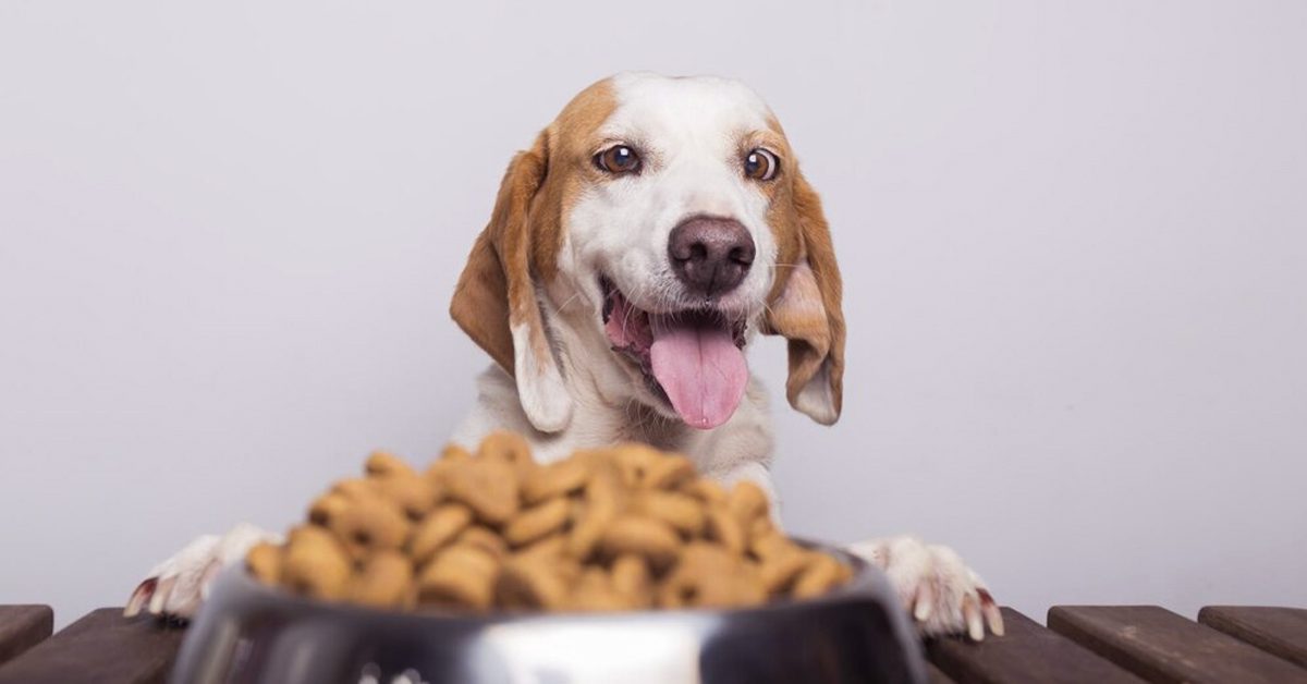 The Rise of Local Pet Food: Healthier, Fresher, and More Trusted