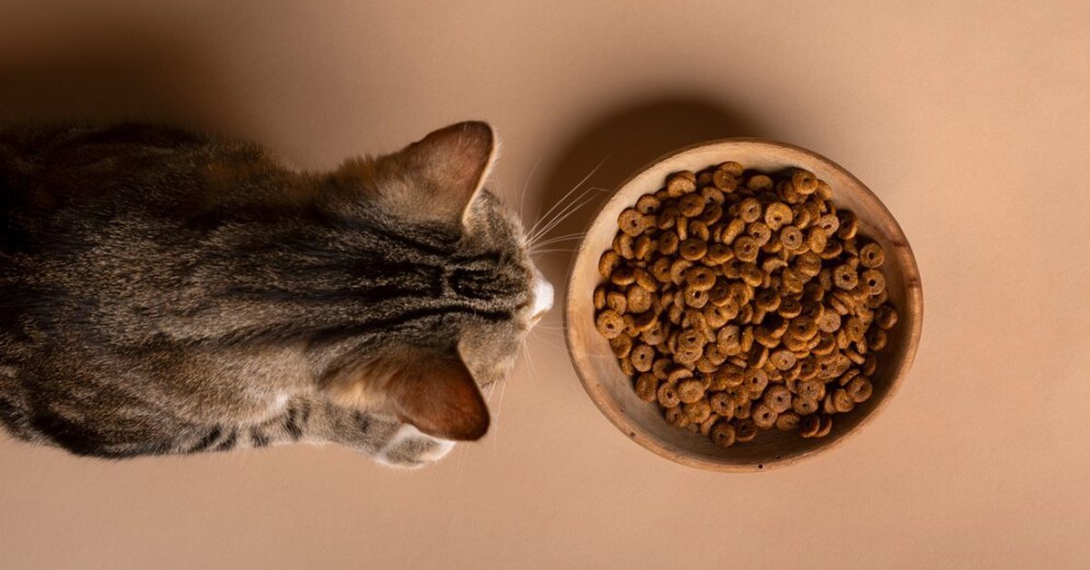 Cat Food Myths Busted: What Your Feline Really Needs