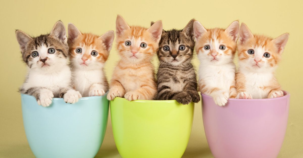 Cat Food Guide for Kittens: Nutrition for Growing Cats
