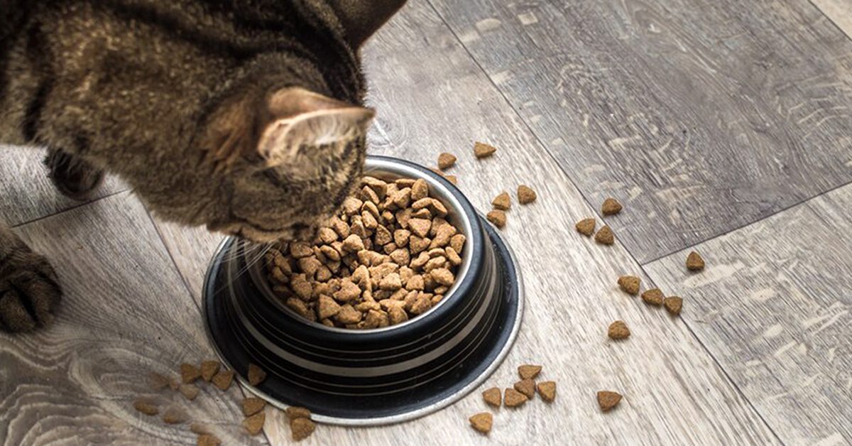 Cat Food Ingredients to Avoid: A Vet’s Perspective