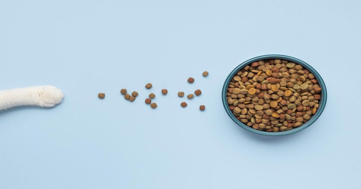 Cat Food on a Budget: Healthy Options That Won’t Break the Bank